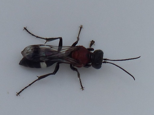Mouche - Sepsides (Sepsidae)